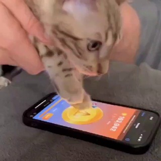 NOTCOIN