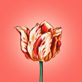 TON TULIPOMANIA