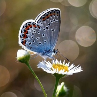ЖИВАЯ ПРИРОДА