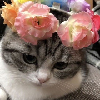 CAT IS COOL 