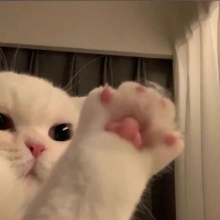 КОТЯТА ОТ СТРЕССА