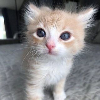 МИЛЫЕ КОТИКИ ^-^