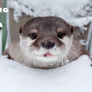 ВЫЫДРЫЫЫ (ВЫДРЫ/OTTERS)