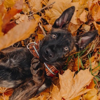 PETS_AND_TAILS