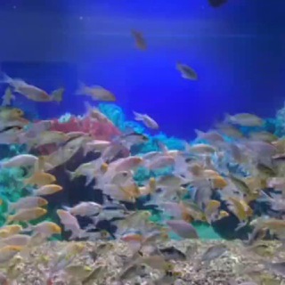 AQUA FEED