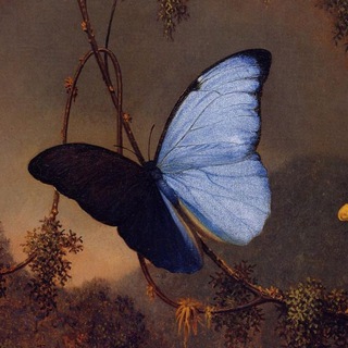 MIMESIS