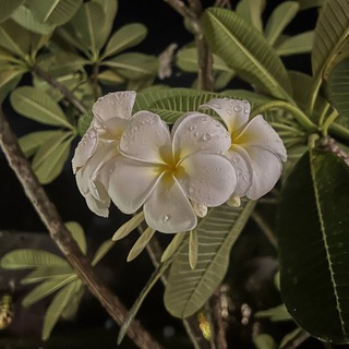 GETABII