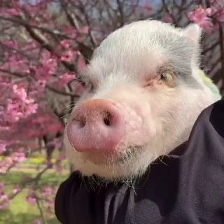 СВИНЯТОР  PIGGY МИНИПИГИ MINIPIGGY ПОРОСЯТА