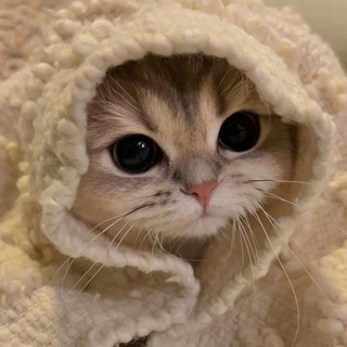 БОЖЕЧКИ КОШЕЧКИ
