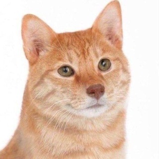 КОТЕЙКИ