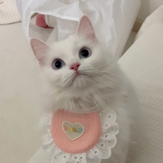 КОТИКИ