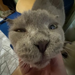 SKINNY KITTY