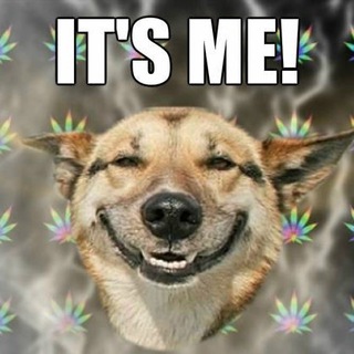 WHO’S GOOD BOY?