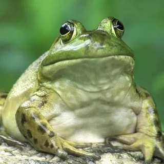TOADS