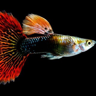 АКВАРИУМИСТИКА | ХОББИ | РЫБКИ | AQUARIUM