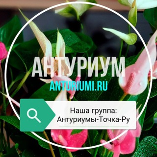 АНТУРИУМ - СОРТА