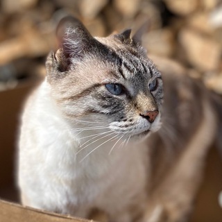 ПЁС ДА КОТ
