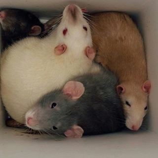 RATS & RATS & RATS & RATS & CAPYBARAS