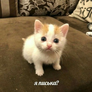 КУЛЬТ РОЗОВОЙ БАЛАКЛАВЫ