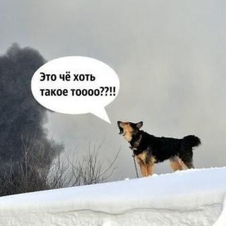 ПЁСИЙ ЛАЙ