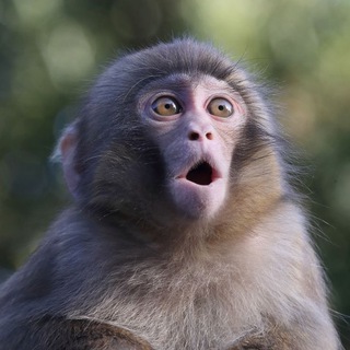 CRYPTO - MONKEY BRO 