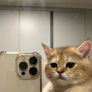 STRANGE CATPOSTING^^