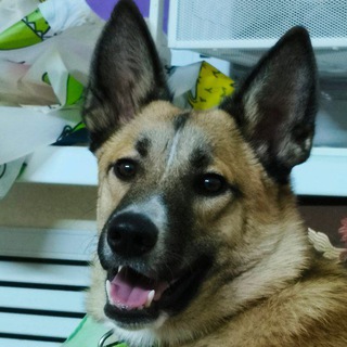 ZLATA_TV