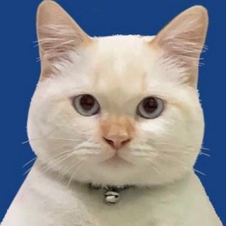 CATS & ONLY