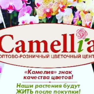 КАМЕЛИЯ - ЦВЕТЫ