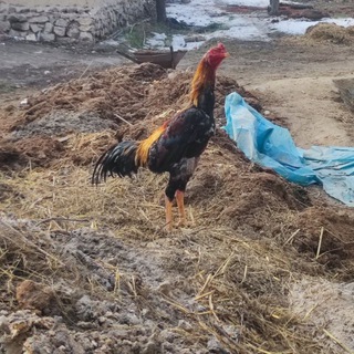 NAMANGAN NORIN XOROZLARI