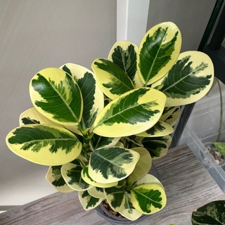 PLANTS_MOMSTER О РАСТЕНИЯХ