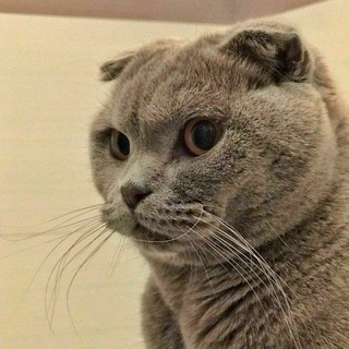 CAT MOOD