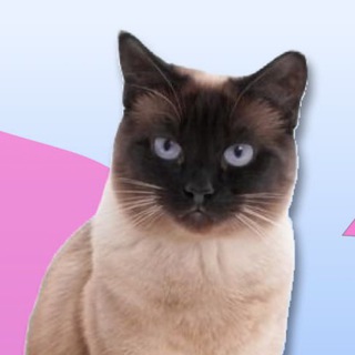 КОШКИН КОТ