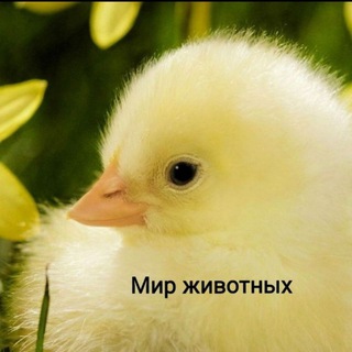 ИНКУБАЦИОННОЕ ЯЙЦО, ЦЫПЛЯТА, ПТИЦЕВОДСТВО