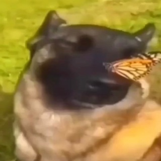 УМПБ