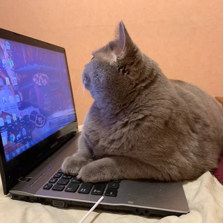 ПОП И КОТ