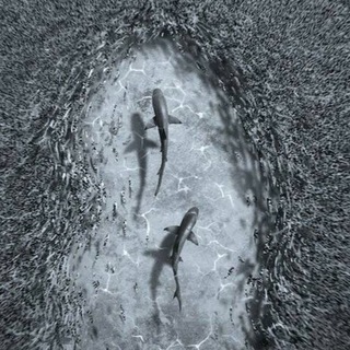 SHARK MUSIC